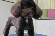泰迪犬（探索泰迪犬的进化过程及其可爱之处）