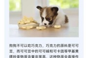 狗狗吃了巧克力怎么办？（巧克力对狗狗的危害及应对措施）