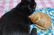 成猫的饮食需求及可食用食物（了解成猫的饮食需求，合理安排食物摄入量）