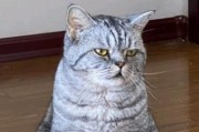 猫绝育的重要性（为什么选择给猫绝育？）