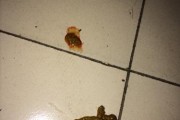 小狗多久才会便便？（了解小狗的排便周期及培养良好的排便习惯）