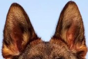 德国牧羊犬的毛发特点及掉毛情况（德国牧羊犬的毛发表现、掉毛程度及处理方法）