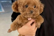 泰迪犬的长脸之谜（揭秘泰迪犬为何拥有如此长脸）