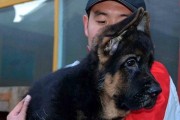 为什么不要养德国牧羊犬？（了解德牧的缺点，保护你和你的家庭）