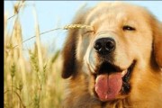 金毛吃蛋黄的好处（探索金毛犬食用蛋黄的益处和注意事项）