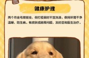 金毛幼犬疫苗接种指南（关于金毛幼犬的疫苗接种时间、种类及注意事项）