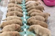 金毛幼犬的饮食管理知识大全（三个月大的金毛犬食谱及禁忌）
