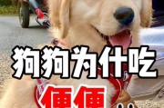狗补微量元素的最佳饮食选择（从食物中获得所需，狗的健康全靠它）