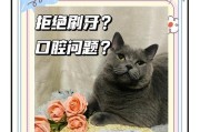 猫咪的换牙期和定期刷牙（探索猫咪换牙时期的秘密以及定期刷牙的重要性）
