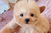 以泰迪为主题的宠物生活（了解泰迪犬）
