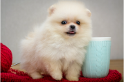 博美犬性格特征解析（活泼聪明的好伴侣）