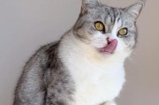掉毛的猫该吃什么？（为你的猫咪选择适合的饮食，减少掉毛问题）