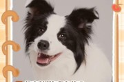 狗狗呕吐白色泡沫该如何处理？（了解狗狗呕吐白色泡沫的原因及正确处理方法）