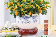 以养金鱼提高生活质量（探索金鱼养殖的益处和技巧）