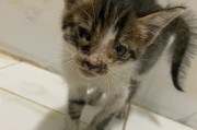 流浪猫为什么一直叫？（深入探索流浪猫叫声背后的原因）