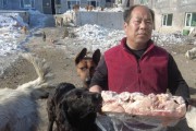 小狗何时可以以生鸡架为主食？（了解适合小狗吃生鸡架的时机和注意事项）