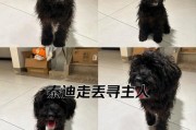 成年泰迪多久认新主人？（泰迪狗对新主人的适应时间及关键因素）