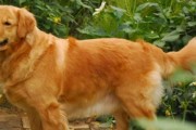 如何辨别金毛犬的纯度？（金毛犬的纯种特征及鉴别方法）