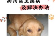 狗狗的常见疾病及预防措施（了解狗狗的常见疾病，保护你的宠物健康）
