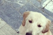 狗狗呕吐后的饮食调整与处理（狗狗呕吐后该吃什么？养护小贴士帮助你解决饮食问题）