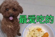 泰迪狗能吃的水果有哪些？（了解泰迪狗喜欢吃的水果种类和营养价值）