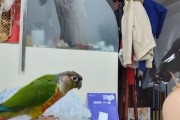 八哥与鹦鹉（天赋表演者VS善解人意伴侣—探寻八哥和鹦鹉的优势）