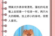 博美犬的特点与魅力（了解博美犬的优点和缺点，选择适合你的宠物伴侣）