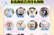 狗狗的营养需求及不同年龄段的喂养方式（确保狗狗健康，关注营养均衡）