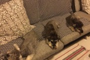 金毛犬四个月时的月经周期与管理（金毛犬月经周期、饮食调整和注意事项）