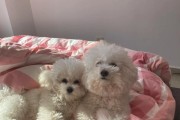 比熊换毛周期及护理方法（探究比熊换毛周期，了解如何正确护理你的宠物毛发）