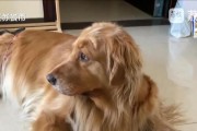 纠正金毛爱扑人坏习惯，让它成为友善的伙伴（培养金毛犬良好行为习惯，让亲人和访客感到舒适和安全）