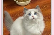 布偶猫的科学喂养方式（布偶猫可以吃米饭吗？了解布偶猫的饮食需求）