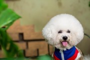 泰迪犬不能吃的食物（泰迪犬的健康饮食）