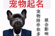 MyDog'sNameandItsMeaning（ExploringtheSignificanceofMyDog'sEnglishName）