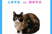 猫咪（一个可爱的伴侣，令人心旷神怡）