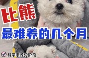 探索比熊犬性格的多样性（解读不同性格类型，让你更了解你的比熊犬）