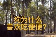 为什么狗狗会吃自己的大便？（探究狗狗食用大便的原因及解决办法）