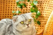 解读大耳猫——一只酷似加菲猫的新奇品种（大耳猫的特点、来源和饲养要点）