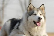 阿拉斯加犬的优点（探索阿拉斯加犬的9个优点）