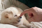 狗的睡眠之谜（揭开狗睡眠奥秘，探寻它们熟睡背后的原因和重要性）