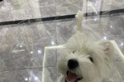 为您的狗狗选择最佳干洗方式