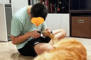 金毛狗指甲剪出血后恢复时间及护理方法（探究金毛狗指甲剪出血后的恢复速度和正确的护理方法）