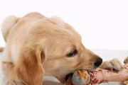 金毛犬的健康零食选择（给你的金毛犬提供营养丰富的零食）