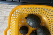 乌龟腐皮的治疗方法（如何辨别乌龟是蜕皮还是腐皮）