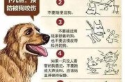 如何纠正狗狗咬人的坏习惯？（有效方法帮助你解决狗狗咬人问题）