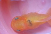 金鱼炸鳞病的原因、症状和治疗方法（了解金鱼炸鳞病，保护你的宠物金鱼健康）