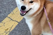 柴犬的月经周期及特点（揭秘柴犬发情周期的秘密，了解您的宠物更多）
