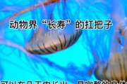 乌龟的长寿之谜（揭秘乌龟寿命之长的原因）
