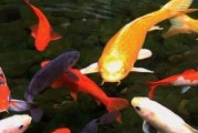 锦鲤之美（以红、橙、黄、绿、青、蓝、紫为主题的锦鲤群体）