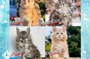 探索世界8种大体型的宠物猫（盘点缅因猫和布偶猫，了解它们的特点和受欢迎程度）
